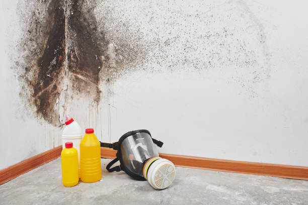 Best Residential Mold Remediation in Harrisville, UT