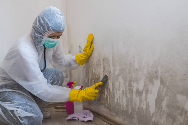 Professional Mold Remediation in Harrisville, UT