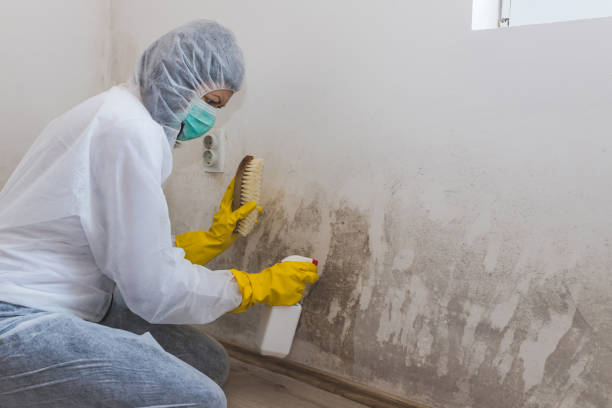 Best Post-Flood Mold Remediation in Harrisville, UT