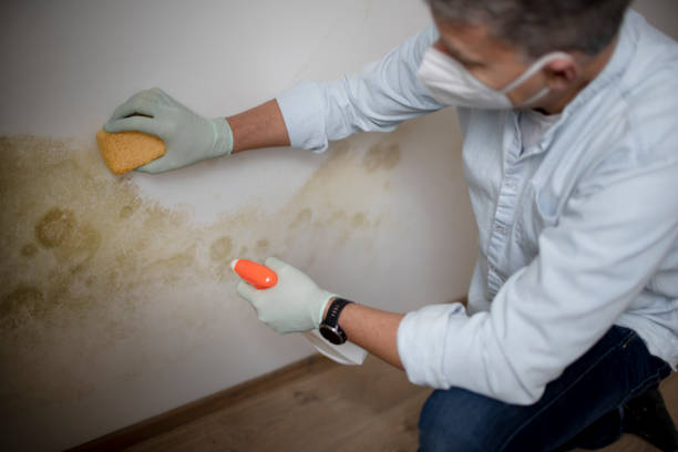 Best Mold Remediation for Schools in Harrisville, UT