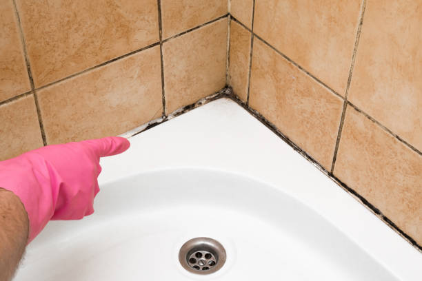 Best Mold Remediation for Specific Building Types in Harrisville, UT